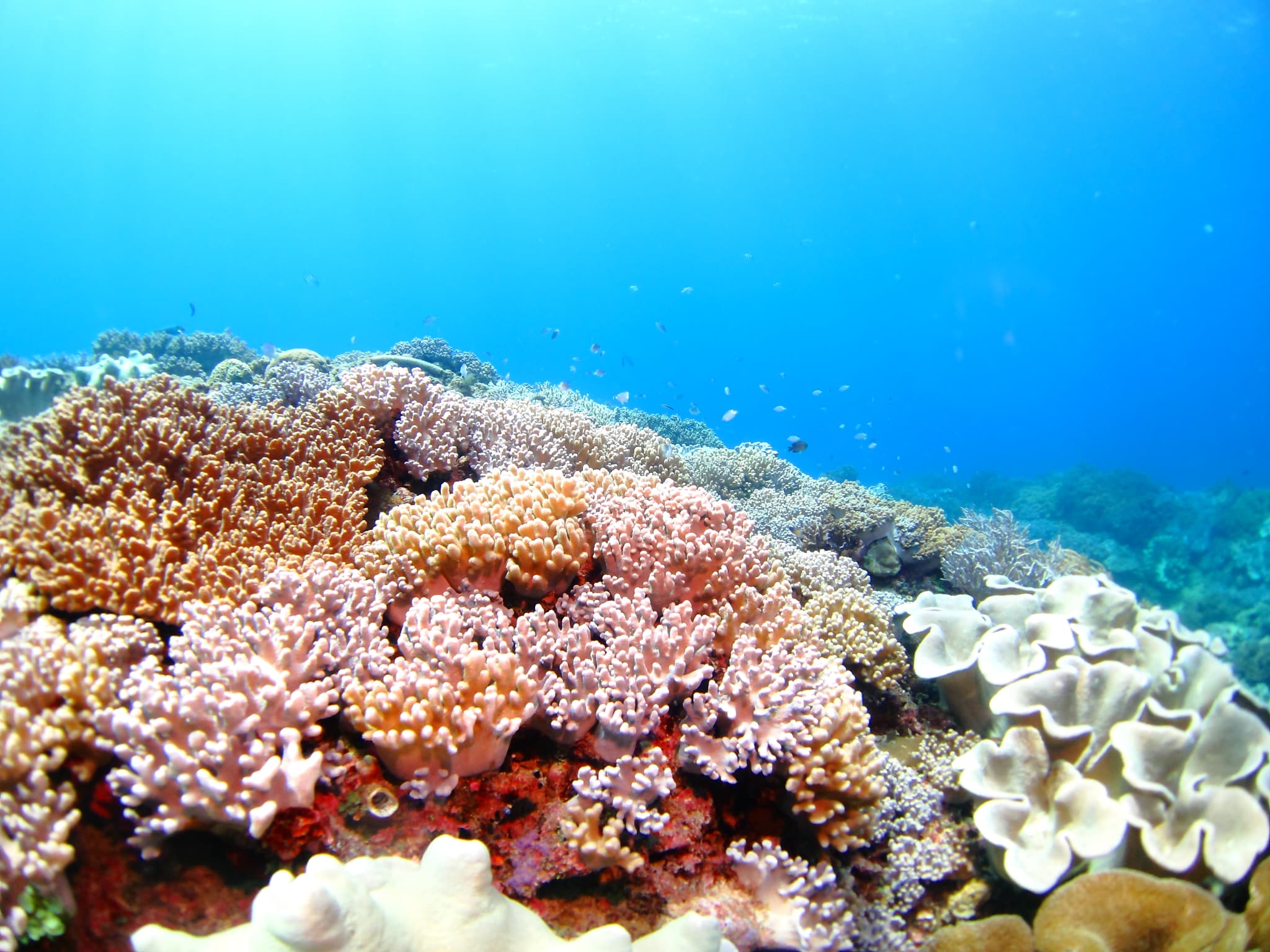 coral