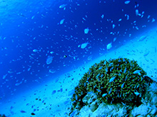 Discover Scuba Diving start!