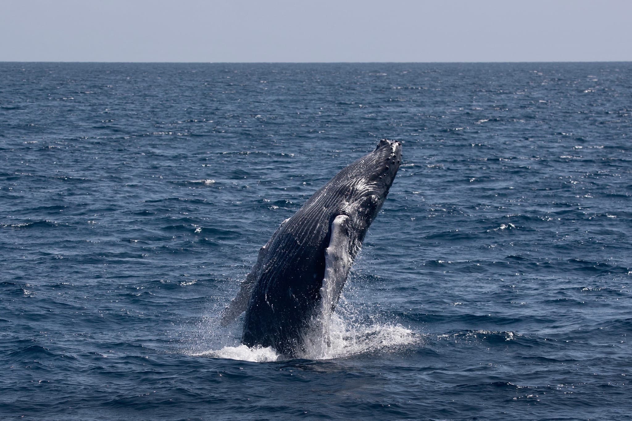 whale
