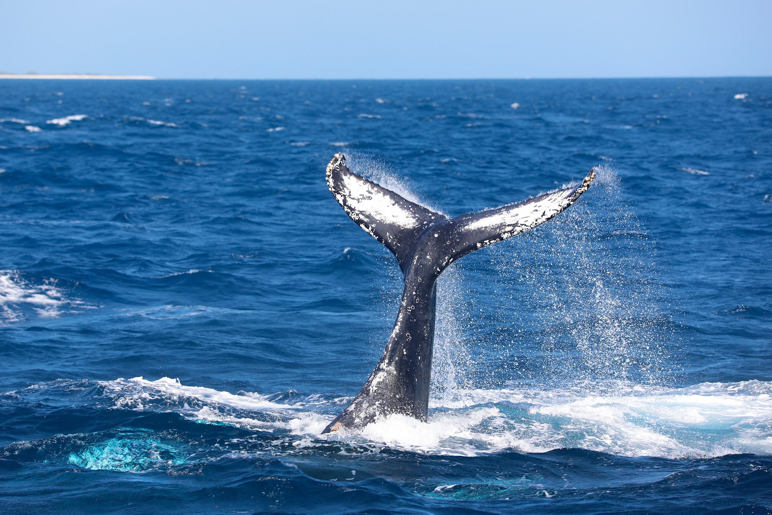 whale teel
